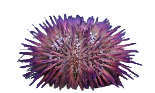 Urchin - Pin Cushion Assorted