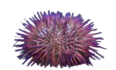 Urchin - Pin Cushion Assorted