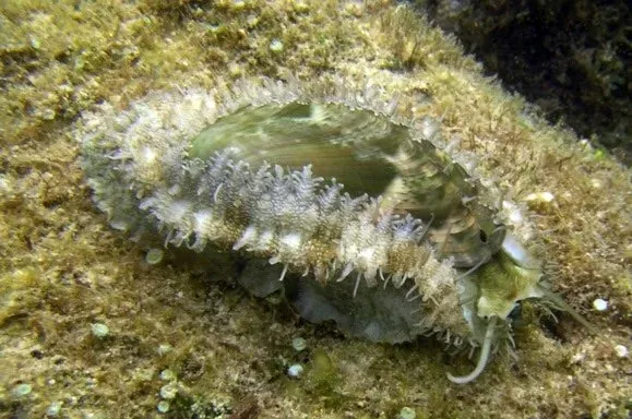 Snail - Abalone