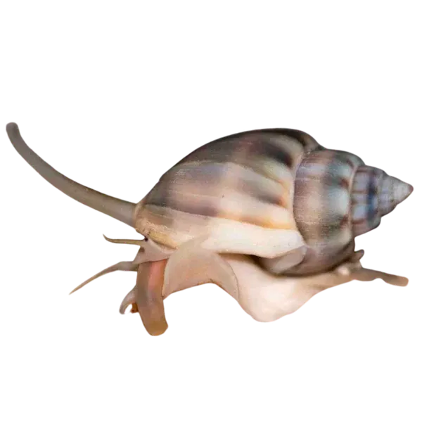 Snail - Nassarius Assorted