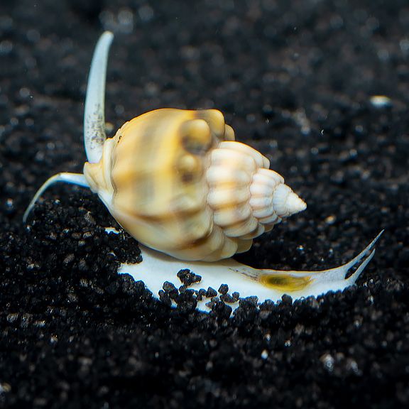 Snail - Nassarius Tonga (Large)