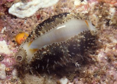 Snail - Gold Ring / Money Cowrie
