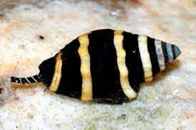Marine Snail - Bumble Bee