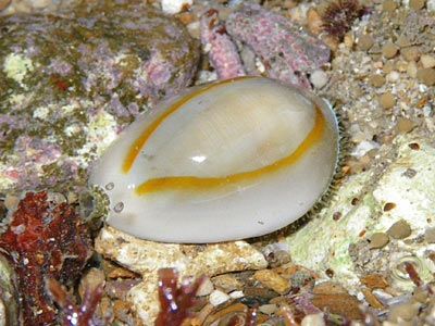 Snail - Gold Ring / Money Cowrie