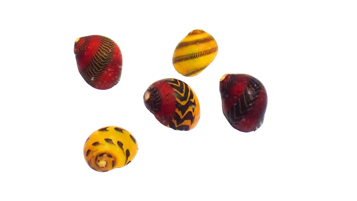 Snail - Marine Nerite