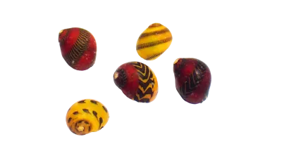 Snail - Marine Nerite