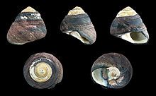 Snail - Pink / Black Turban