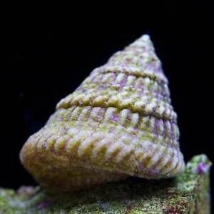 Snail - Astrea