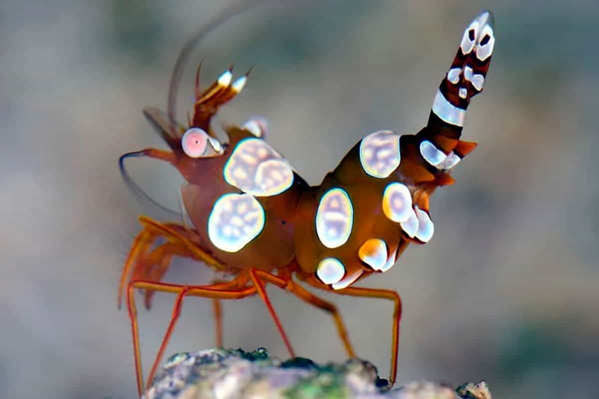 Shrimp - Sexy