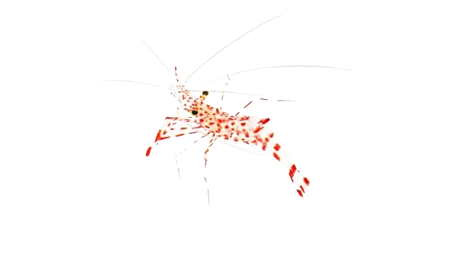 Shrimp - Red Dot Mini Cleaner