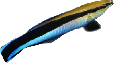 Wrasse - Blue Streak Cleaner