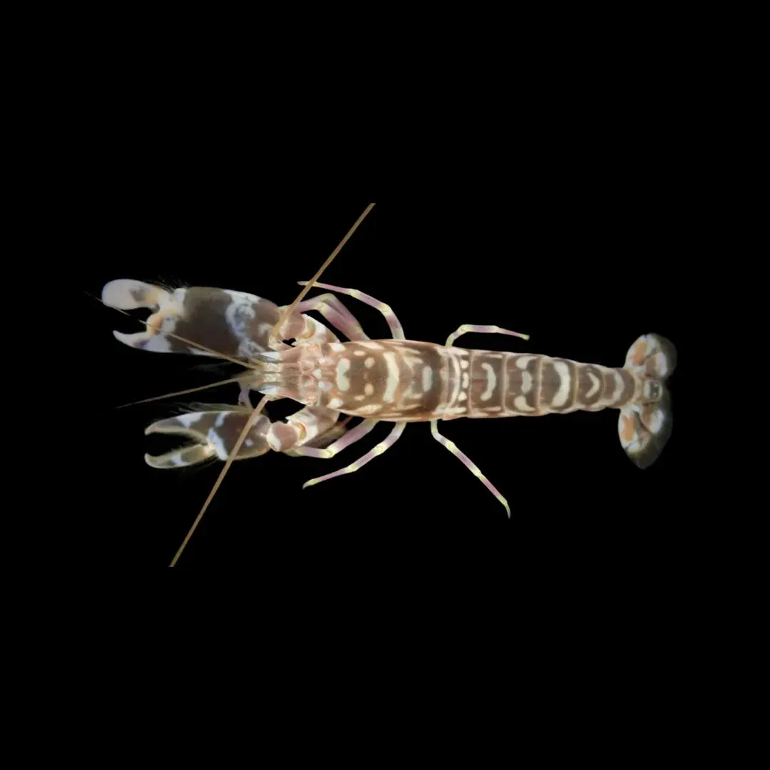 Shrimp - Tiger Pistol