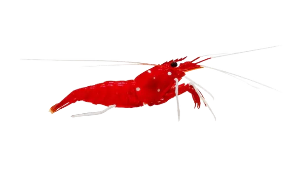 Shrimp - Blood