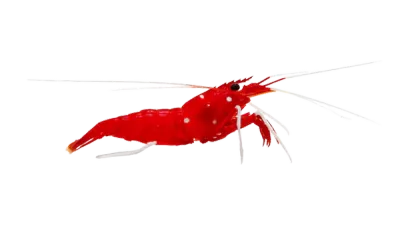 Shrimp - Blood