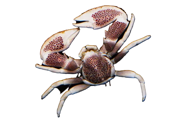 Crab - White Porcelain
