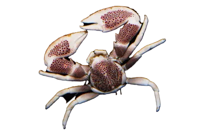 Crab - White Porcelain