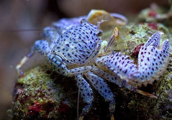 Crab - Blue Porcelain