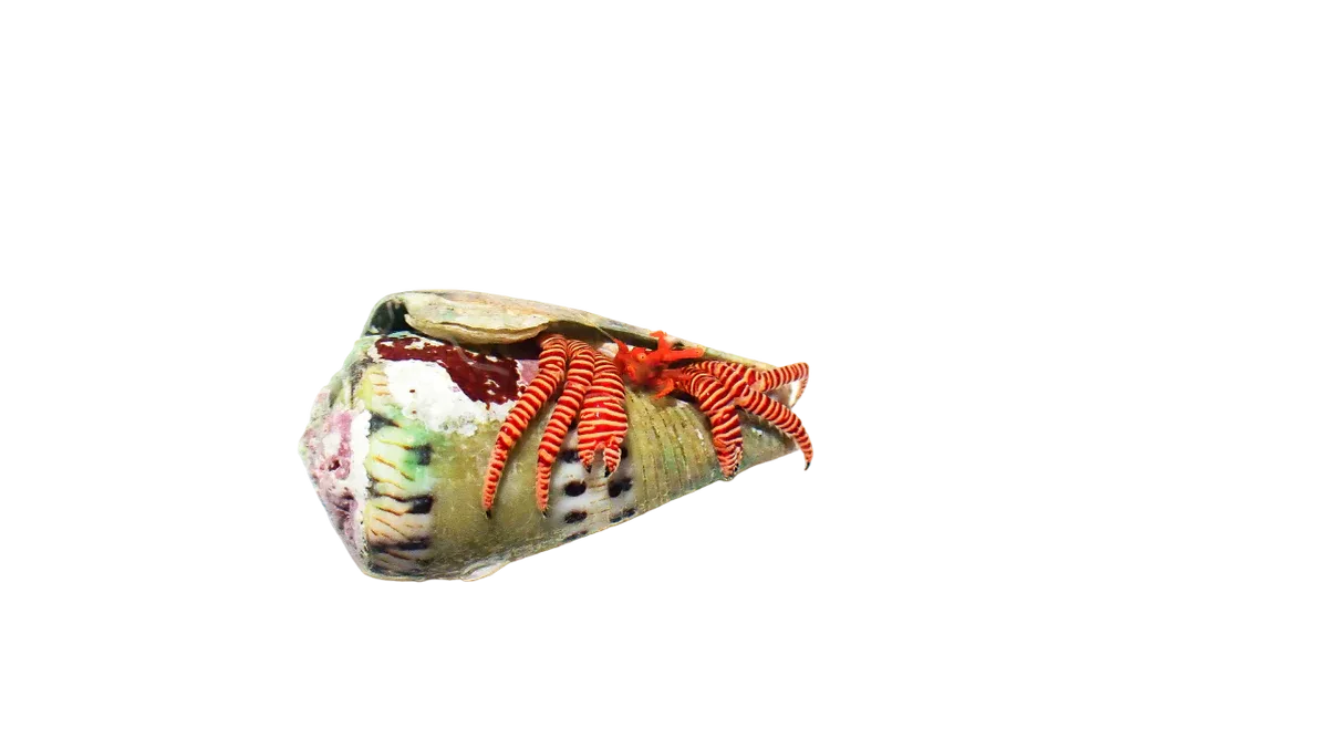 Hermit Crab - Halloween