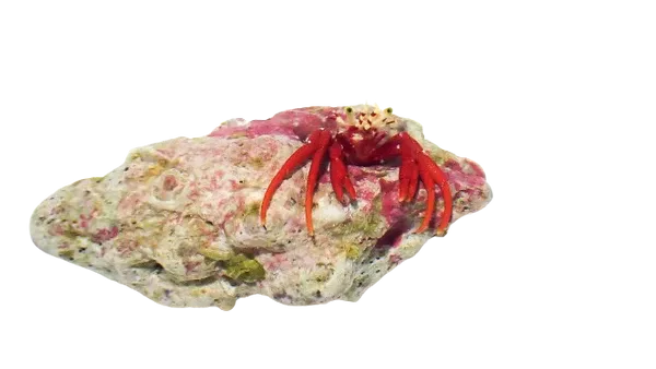 Hermit Crab - Red Scarlet