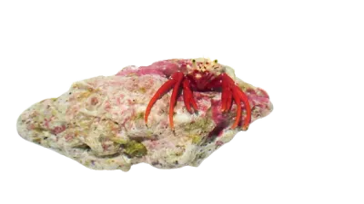 Hermit Crab - Red Scarlet