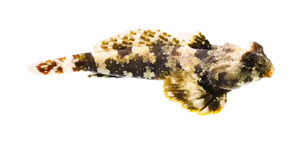 Blenny - Scooter