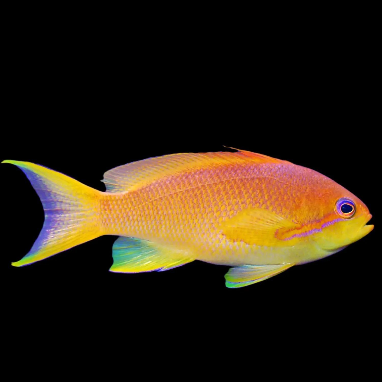 Anthias - Lyretail Female