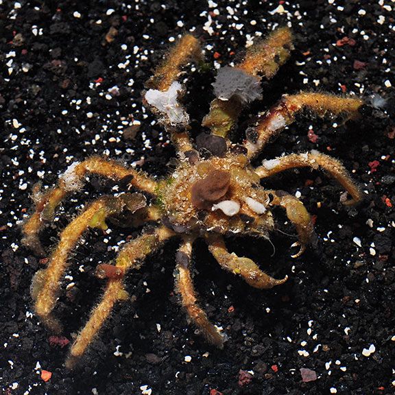Crab - Spider Decorator Crab