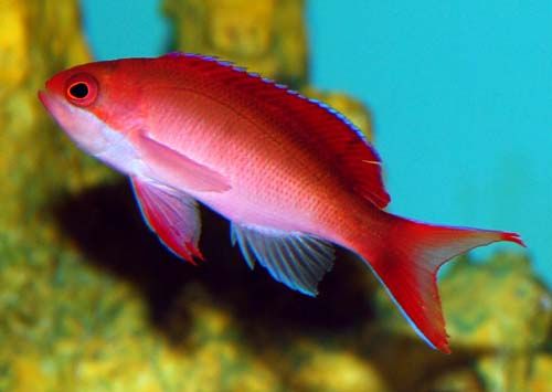 Anthias - Red Fairy