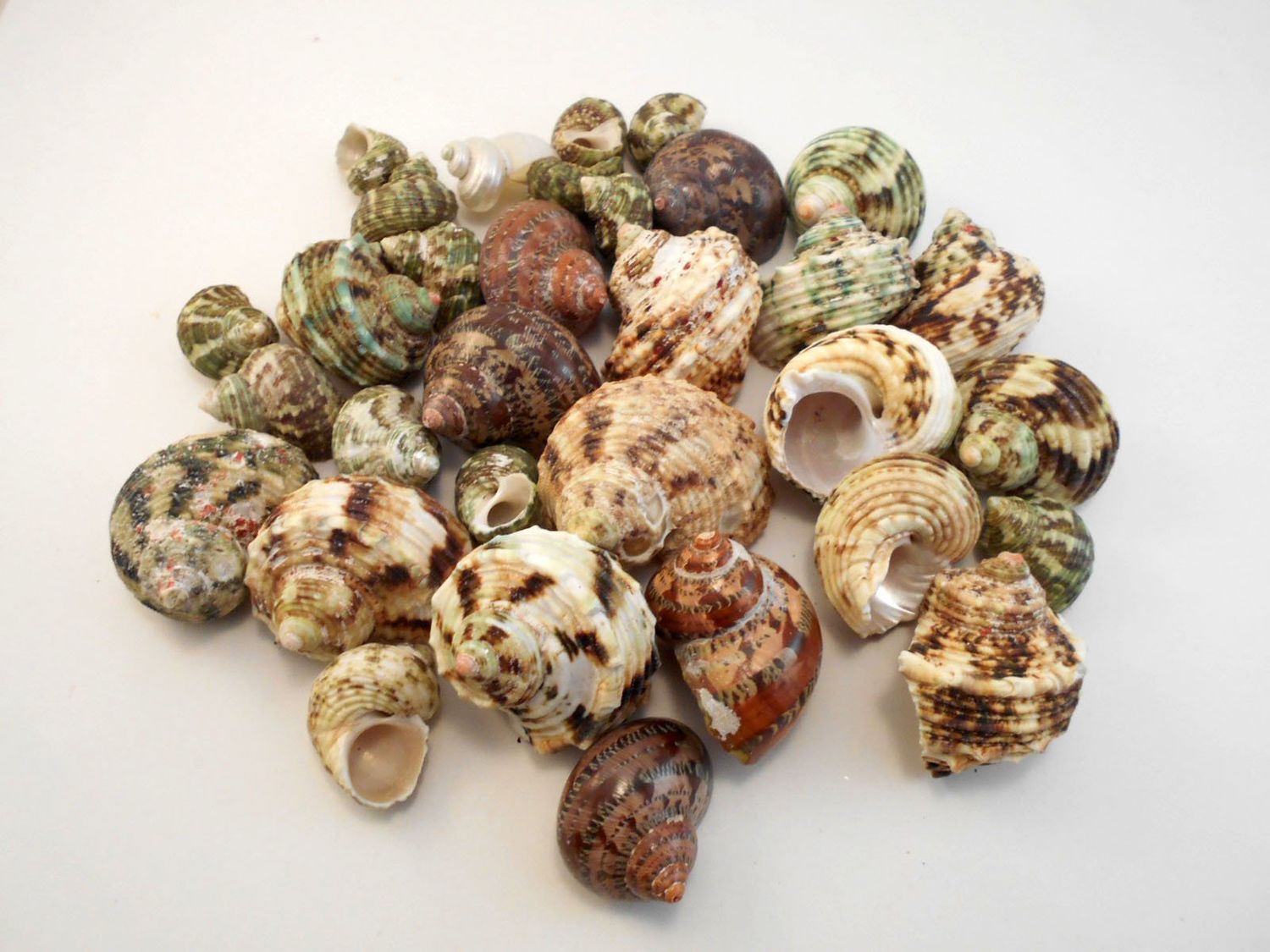 Snail - Turbo Assorted
