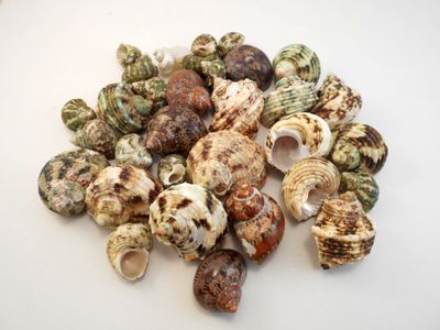 Snail - Turbo Assorted
