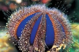Urchin - Red / Blue Tuxedo