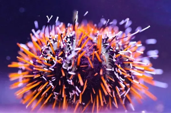 Urchin - Multicolor Halloween