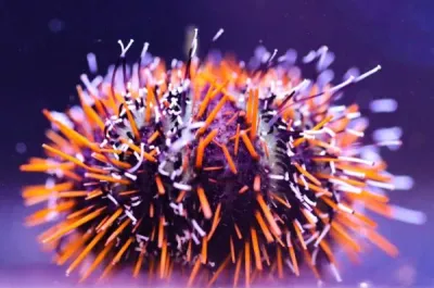 Urchin - Multicolor Halloween