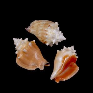 Snail - Fighting Conch Small