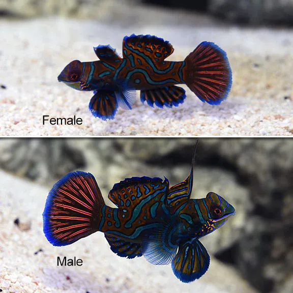Goby - Green Mandarin