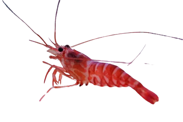 Shrimp - Keukenthal / Striped Pacific Peppermint