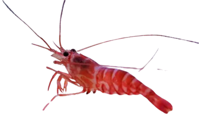 Shrimp - Keukenthal / Striped Pacific Peppermint
