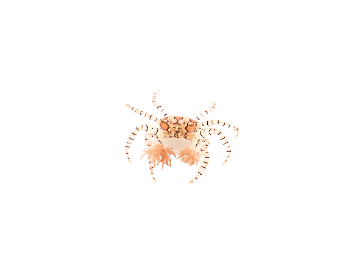Crab - Pom Pom Anemone