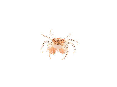 Crab - Pom Pom Anemone
