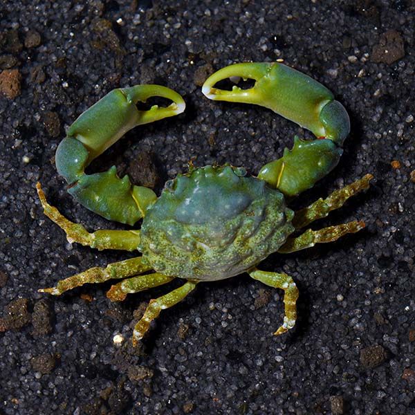 Crab - Green Emerald