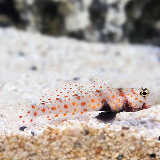 Goby - Orange Spot Prawn