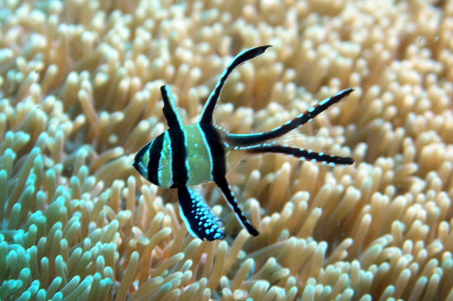 Cardinal - Banggai