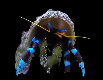 Hermit Crab - Blue Knuckle