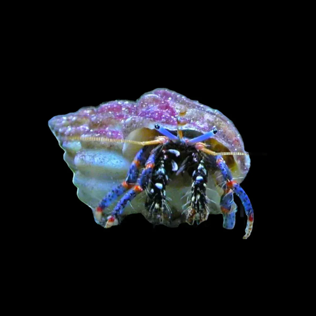 Hermit Crab - Blue Leg (Small)