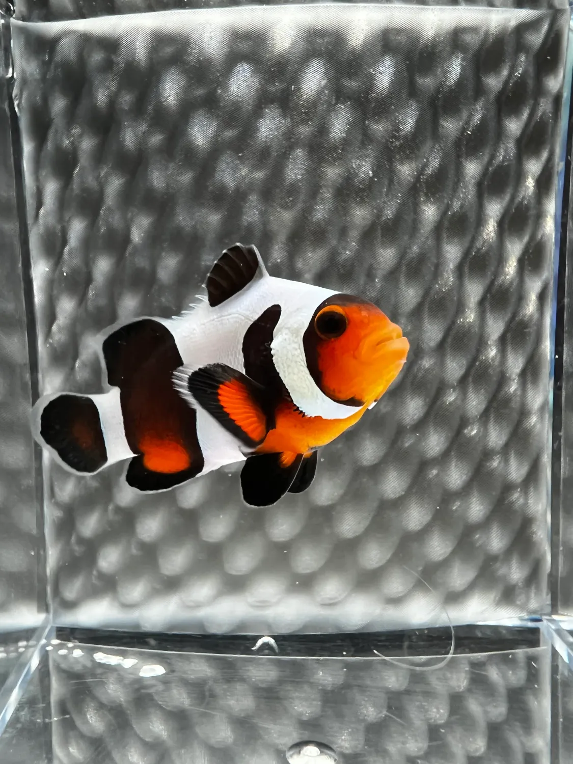 Clownfish - Mocha Gladiator DaVinci