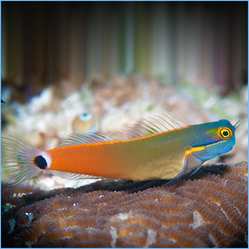 Blenny - Tailspot