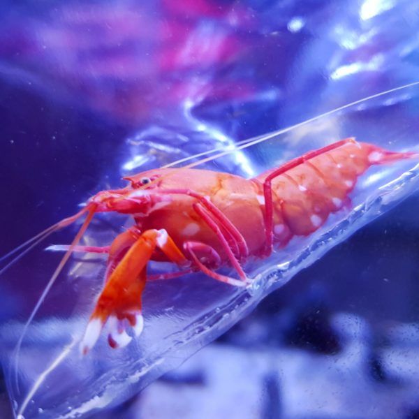 Shrimp - Japanese Ped Pistol
