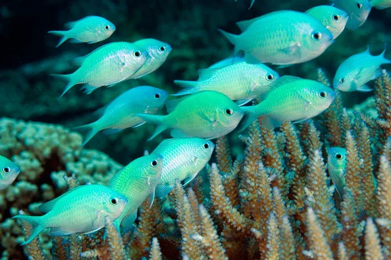 Chromis - Green