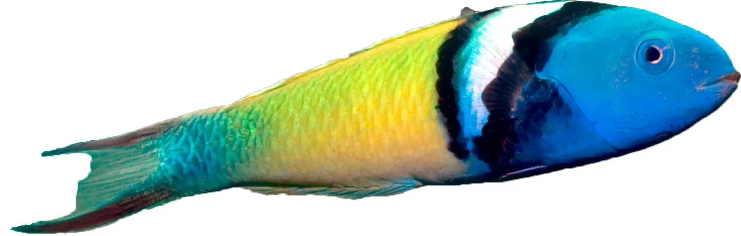Wrasse - Blue Headed