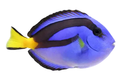 Tang - Hippo Medium